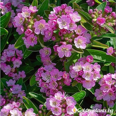 Калмия Блатна