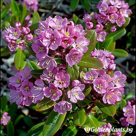 Калмия Блатна