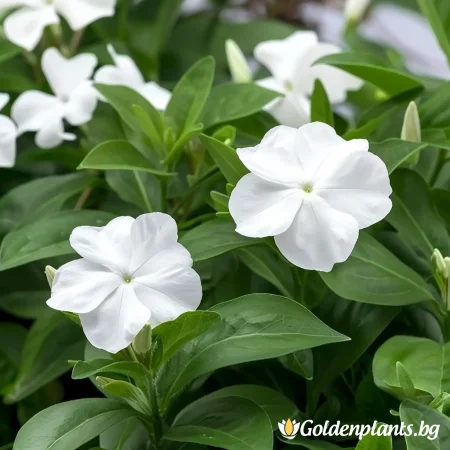 Винка Голяма Алба