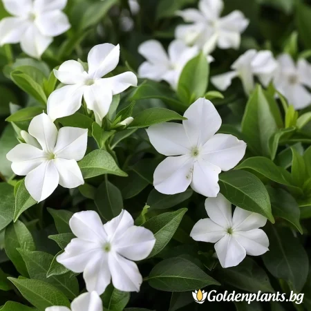 Винка Голяма Алба