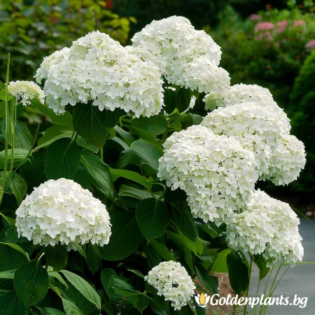 Хортензия Анабел