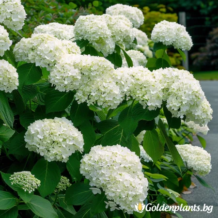 Хортензия Анабел