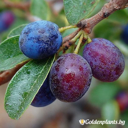 Лоницера Камчатика Индиго Бижу