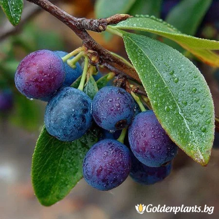 Лоницера Камчатика Индиго Бижу