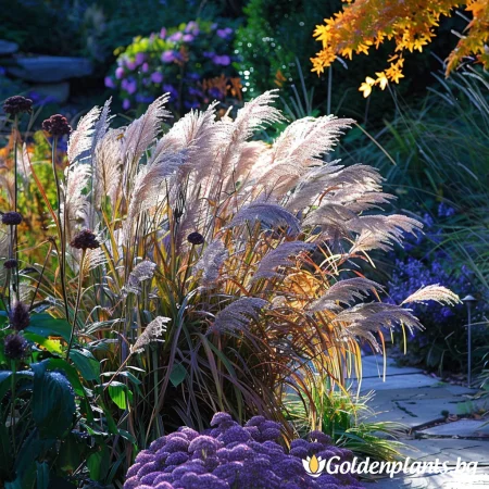 Мискатус Фламинго