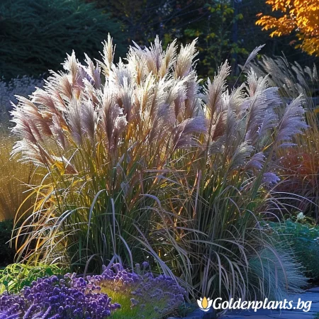 Мискатус Фламинго