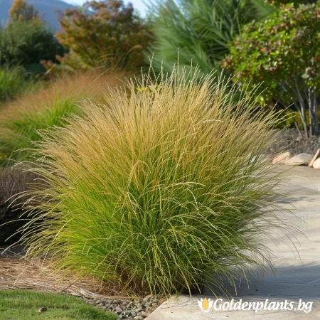 Мискантус Грацилимус