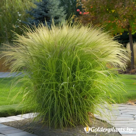 Мискантус Грацилимус